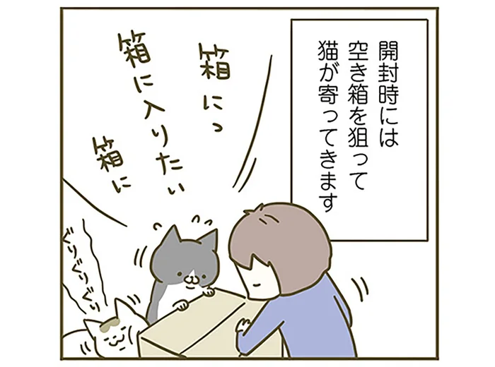 「箱に入りたい！」猫に大人気の宅配の箱、いつの間にか進化していたようで／うちの猫がまた変なことしてる。（6）