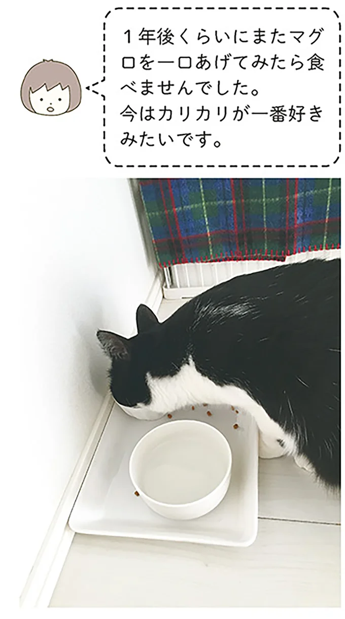 今はカリカリが一番好きみたいです