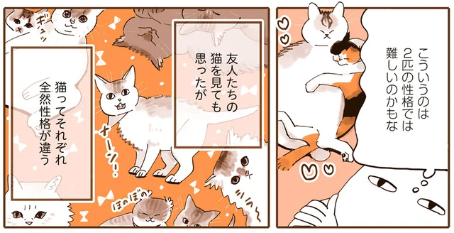 半年経っても不仲？ ビビリな猫と怖いもの知らずな猫の相性が悪すぎる／うちの猫は仲が悪い（3）