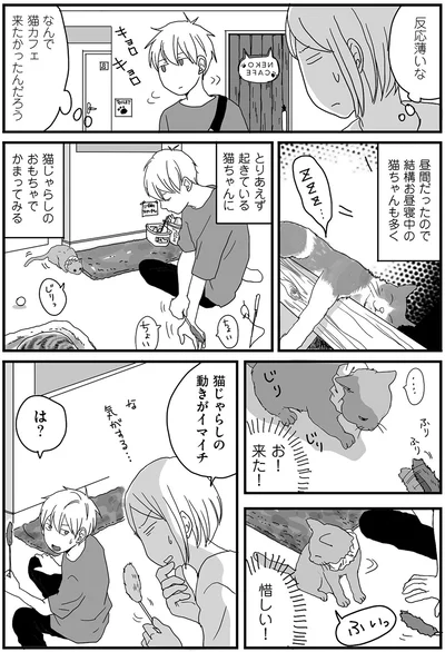 なんで猫カフェ来たかったんだろう