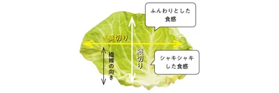 ついなんとなくやってしまう千切りですが、切る方向によって食感が大きく変わります。やわらかくふんわりと仕上げたいなら、葉脈に対して直角に切って繊維を断ちます。逆にシャキッとした食感にするなら葉脈と並行に。