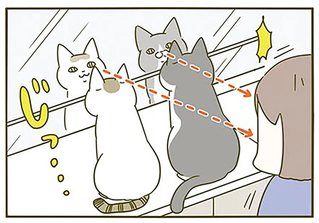 洗面台の鏡を見るのが好きな猫たち。自分たちを見ているのかと思いきや／うちの猫がまた変なことしてる。2（3）