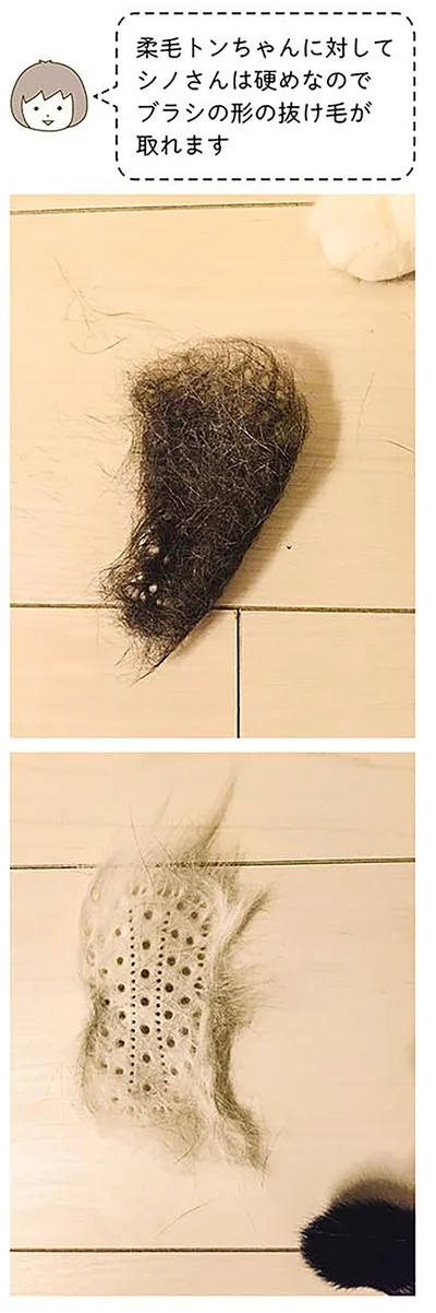 シノさんは毛が硬めなので