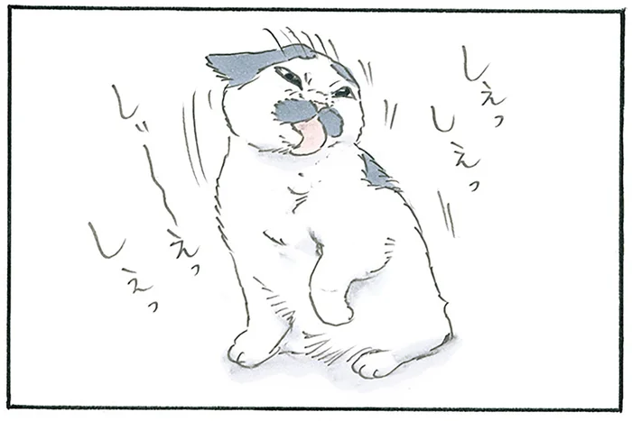 とってもご満悦のご様子。美味しいものを食べたあとの毛づくろいが長い猫／拾い猫のモチャ7（2）