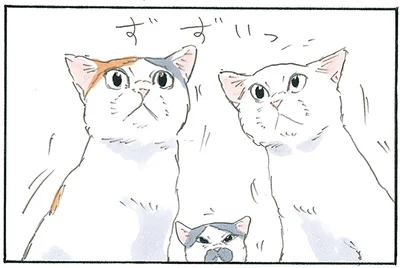 猫が集まり