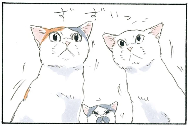 ヤキモチ焼いてる？ 飼い主さんたちがテレビに夢中になっていると猫が集まってきて／拾い猫のモチャ7（3）