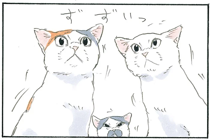ヤキモチ焼いてる？ 飼い主さんたちがテレビに夢中になっていると猫が集まってきて／拾い猫のモチャ7（3）