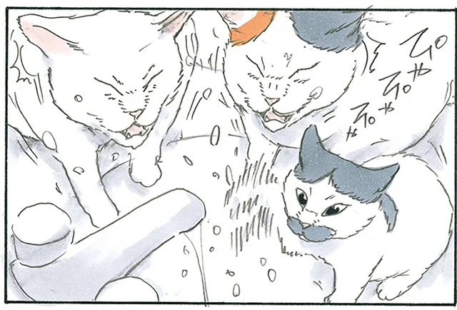なぜ学習しないの？ 洗面台で水にちょっかいを出し続ける猫たちの話／拾い猫のモチャ7（4）