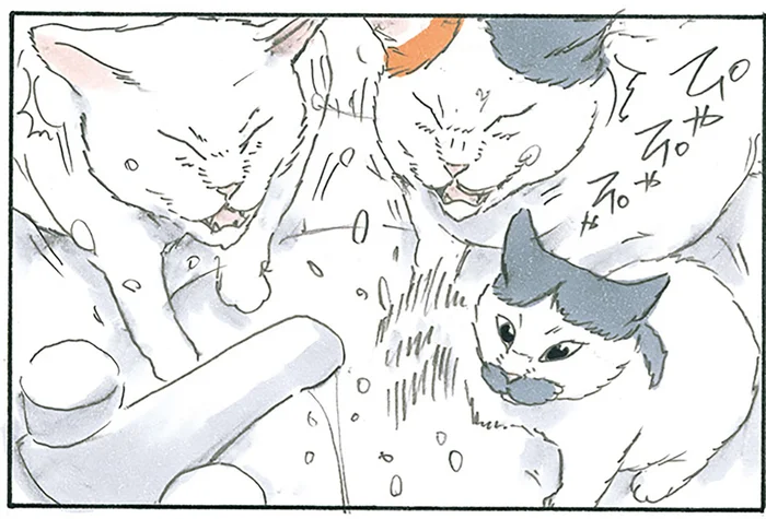 なぜ学習しないの？ 洗面台で水にちょっかいを出し続ける猫たちの話／拾い猫のモチャ7（4）