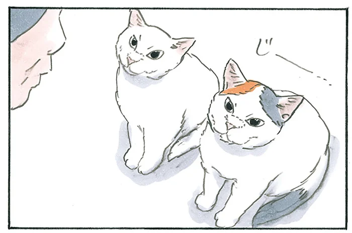 猫たちのかわいらしい戦略！ 子猫が甘えればおやつがもらえると分かってる？／拾い猫のモチャ7（8）