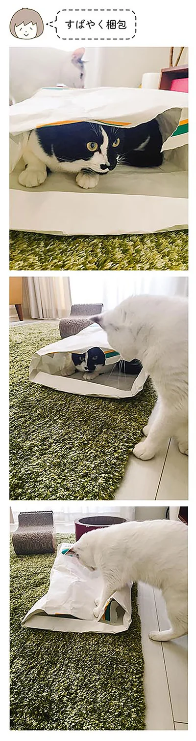 すばやく梱包するシノさん