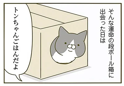 トンちゃんごはんだよ