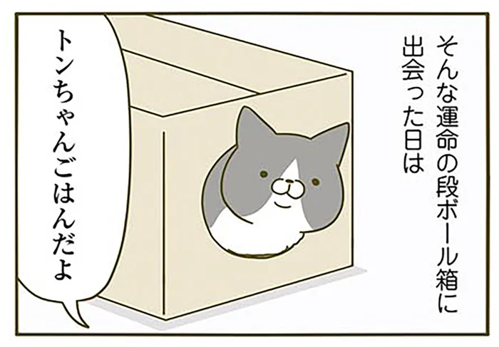 ごはんが大好きな猫が食事をしない!? 食べることよりも優先したい運命のダンボール／うちの猫がまた変なことしてる。2（10）