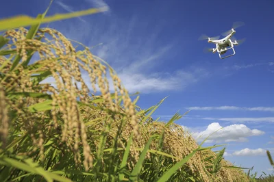 ハイテク技術により、水稲栽培は効率化が期待されています。