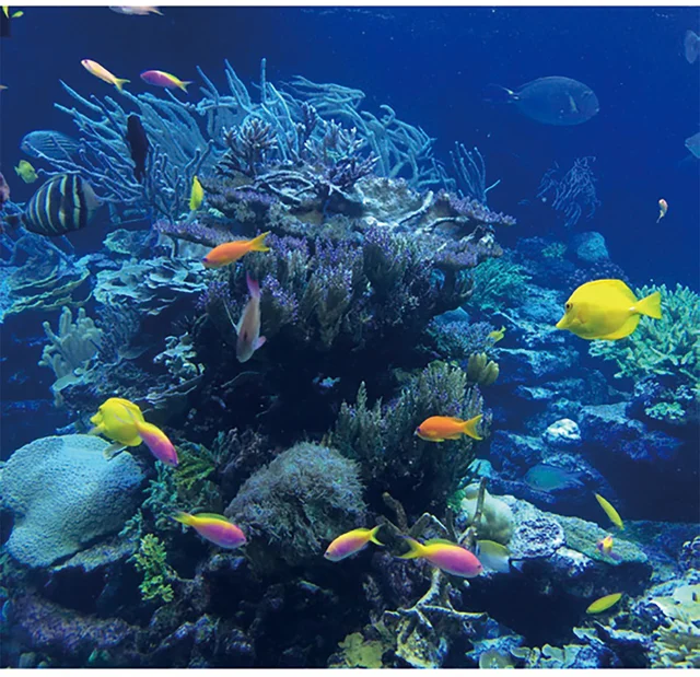 暖かい海と冷たい海では魚の見た目も違う？ カラフル＆地味な理由がちゃんとあるんです／すごすぎる海の生物の図鑑（2）