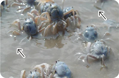 集団で前進するミナミコメツキガニ