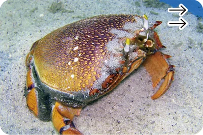 ダッシュが得意なアサヒガニ