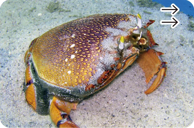 ダッシュが得意なアサヒガニ