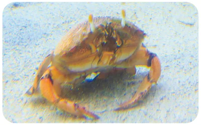 後ろの脚で砂を押すようにして海底を走る