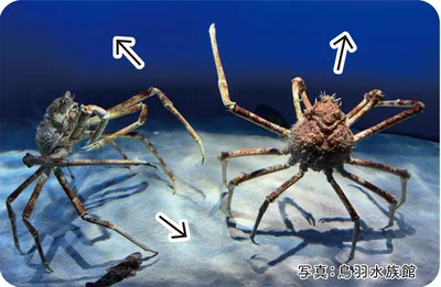 長い足で四方自由に歩くタカアシガニ