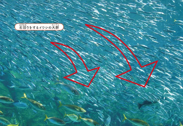 躍動的に渦を巻く姿が人気のイワシ。群れが回る方向は決まっているって本当？／すごすぎる海の生物の図鑑（4）