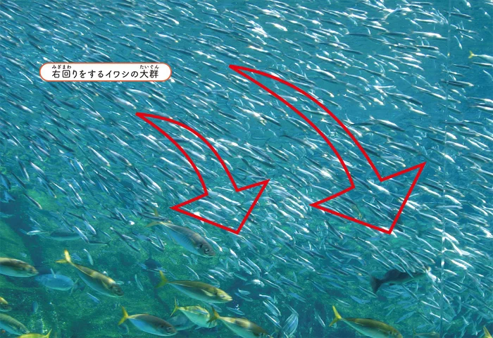 躍動的に渦を巻く姿が人気のイワシ。群れが回る方向は決まっているって本当？／すごすぎる海の生物の図鑑（4）