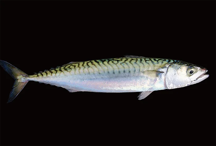 背中が黒っぽくてお腹が銀色なお魚の秘密。身を守るための戦略「カウンターシェーディング」／すごすぎる海の生物の図鑑（5）