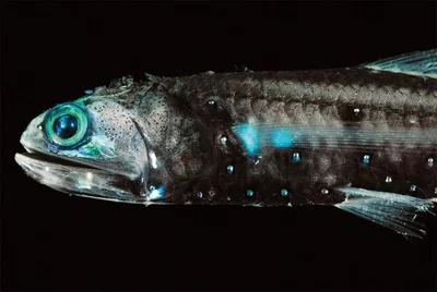 ハダカイワシの仲間の発光