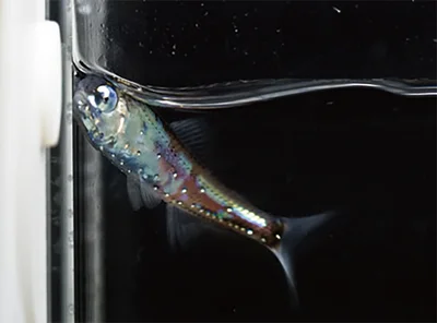 お腹側に並ぶ発光器は、真下方向にだけ光を届ける構造になっている