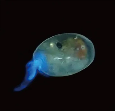 化学反応による自力発光