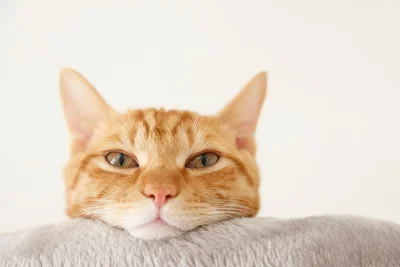 「ねこばば」は猫のうんち！？