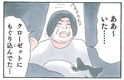 行方不明の猫を発見