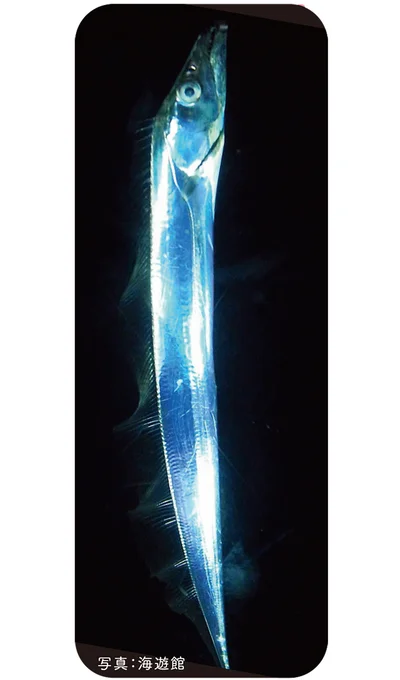タチウオの立ち泳ぎには、深海で生き残る秘訣がある