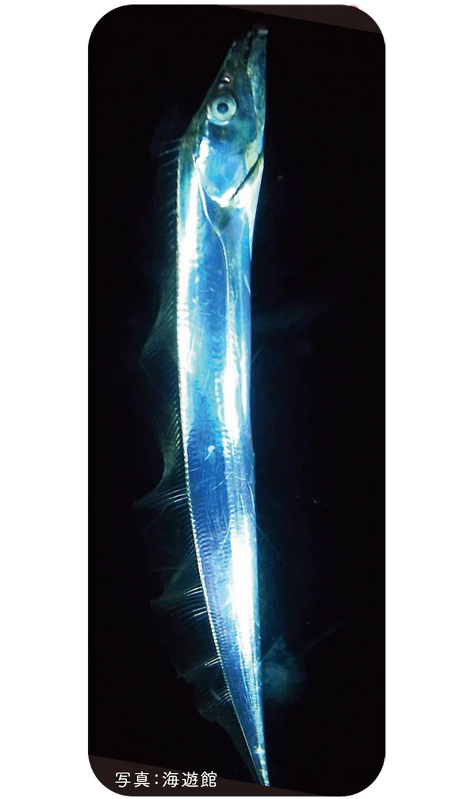 タチウオの立ち泳ぎには、深海で生き残る秘訣がある