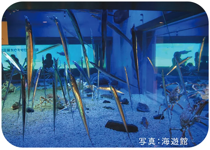 タチウオが立ち泳ぎをする理由は「深海で生き残る」ため？ 考え抜かれたスタイルの秘密／すごすぎる海の生物の図鑑（6）