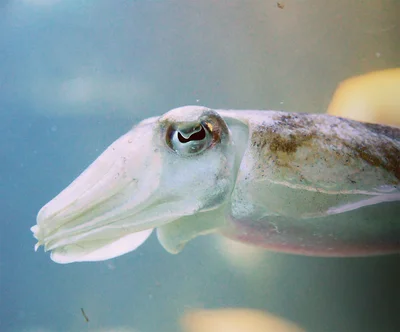 水深100mまでの海底で、砂にカモフラージュしている様子がよく見られる