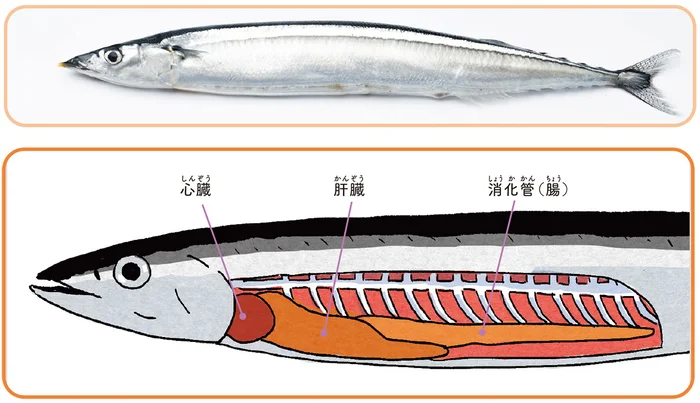 頭から内臓、尻尾まで！ サンマを丸ごと食べられる理由知ってる？／すごすぎる海の生物の図鑑（8）