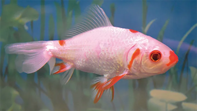 無胃魚(胃が無い)