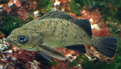 有胃魚