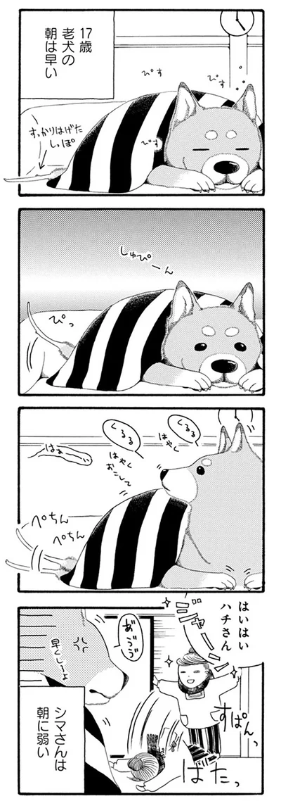 『96歳の柴犬ハチさんは、今日もお散歩しています。』より