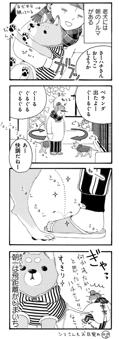 『96歳の柴犬ハチさんは、今日もお散歩しています。』より