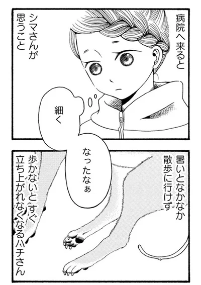 『96歳の柴犬ハチさんは、今日もお散歩しています。』より