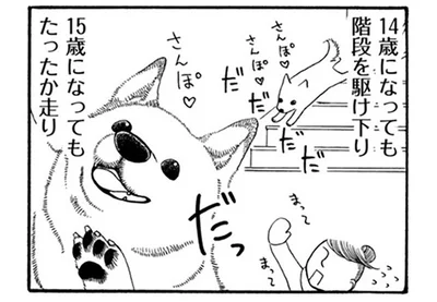 17年間一緒に過ごしてきた柴犬。元気なのが「当たり前」と思っていたけれど