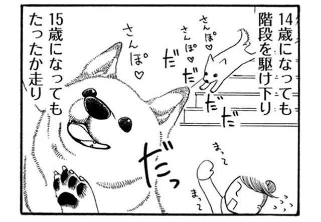 17年間一緒に過ごしてきた柴犬。元気なのが「当たり前」と思っていたけれど／96歳の柴犬ハチさんは、今日もお散歩しています。（1）