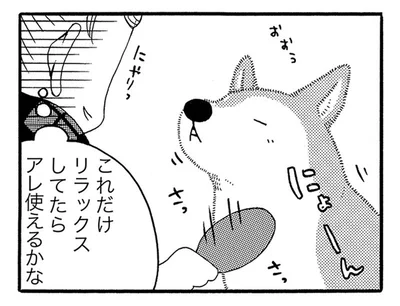 人間用のブラシがお気に入りの老犬。こっそり犬用のスリッカーブラシにすり替えたら？