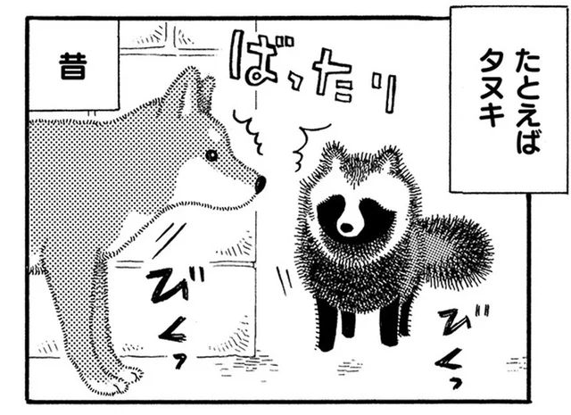 散歩中にタヌキとばったり遭遇！ 19歳シニア犬の反応は!?／じじ柴ハチさんは、今日も生きています。（6）