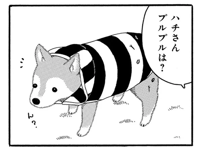 「ブルブルは？」19歳の老犬にしばドリルを促してみると？／じじ柴ハチさんは、今日も生きています。（8）