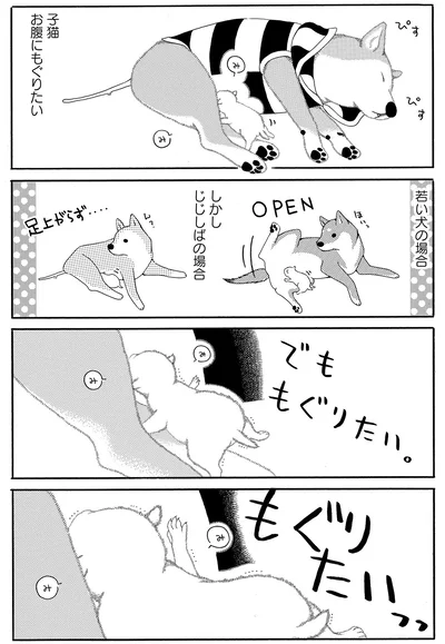 子猫　お腹にもぐりたい