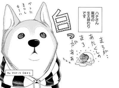 まゆ毛がない!? 換毛期の柴犬のイメチェン姿が面白すぎる