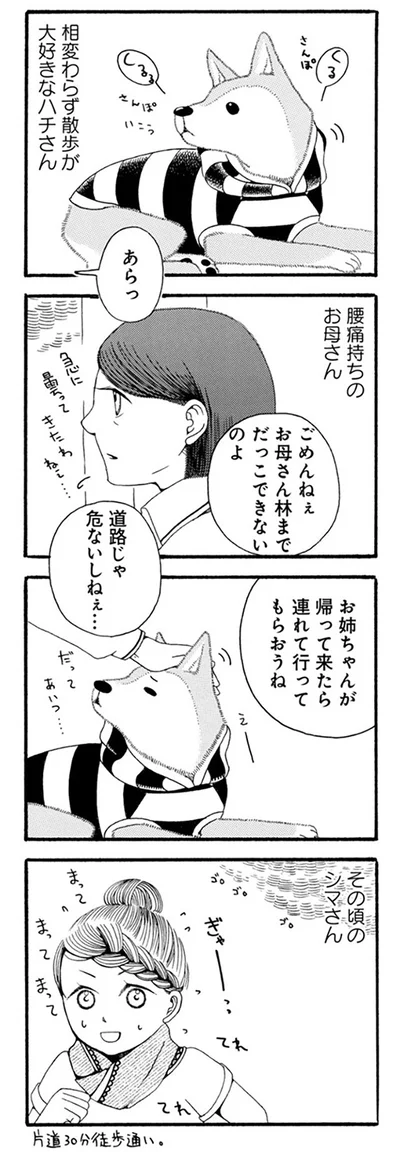 相変わらず散歩が大好きなハチさん